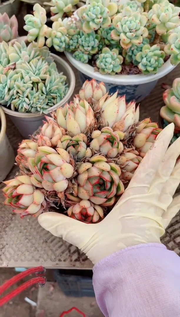 21306多肉植物一物一拍