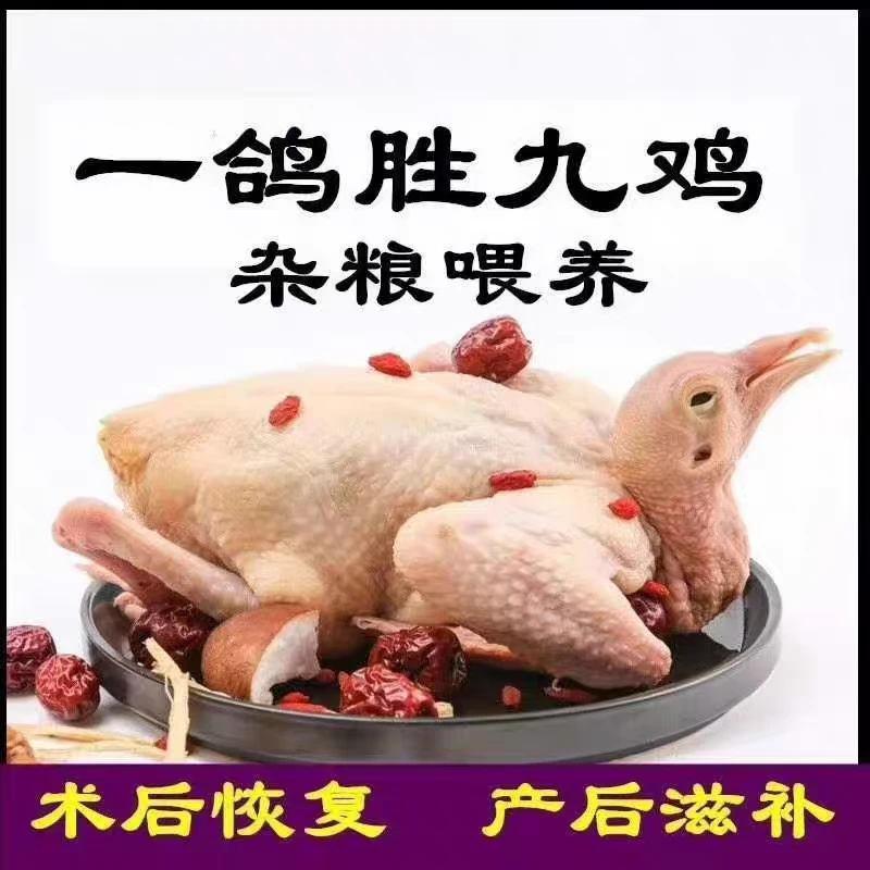 新鲜现杀农家散养鸽子肉煲汤乳鸽杂粮喂养冰鲜发货