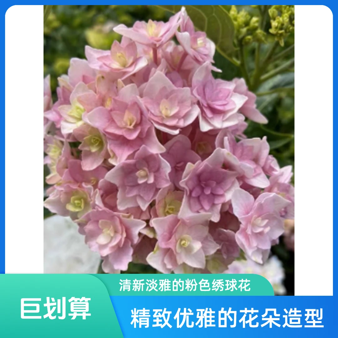 大花绣球太阳神殿新老枝开花粉色重瓣阳台庭院地栽大花球耐寒耐旱