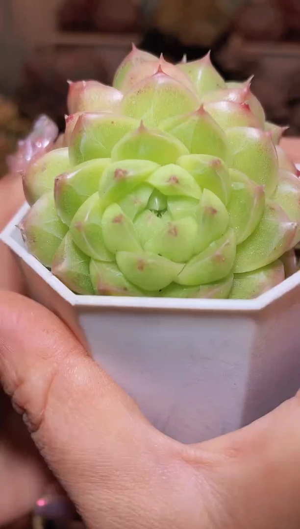 【闪购商品】437Y系列新珍妮