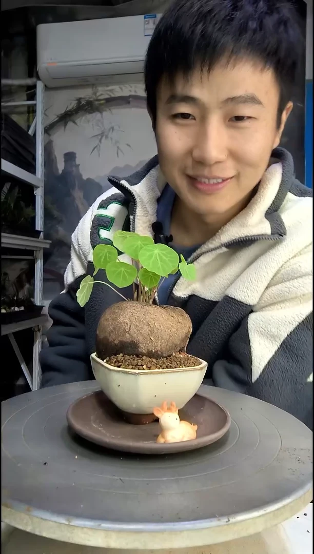 路*中青园艺一物一拍54