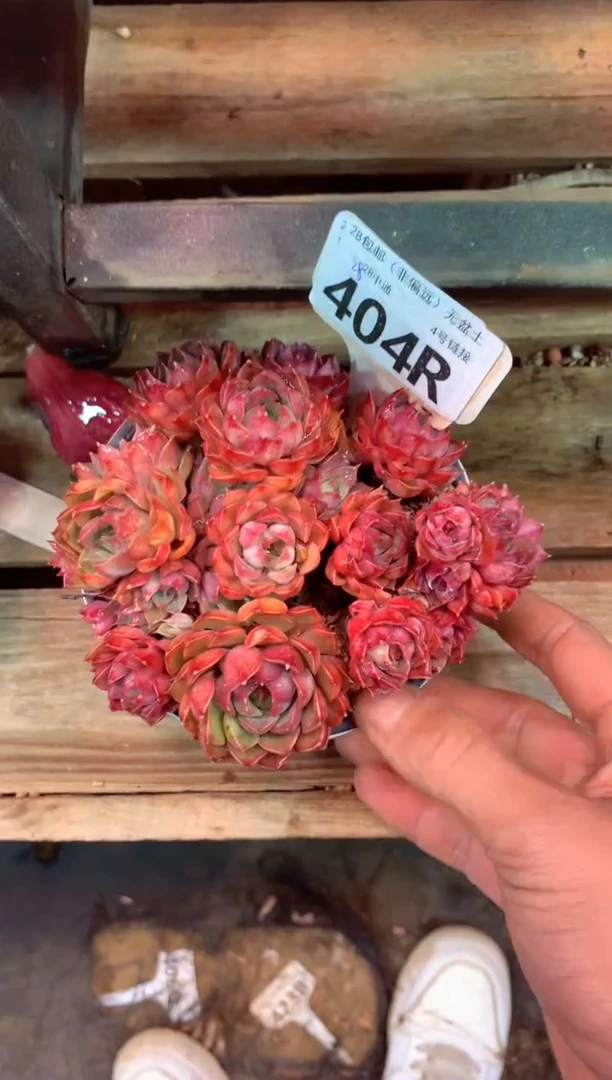 404R（一物一拍，精品多肉，所见即所得 ）