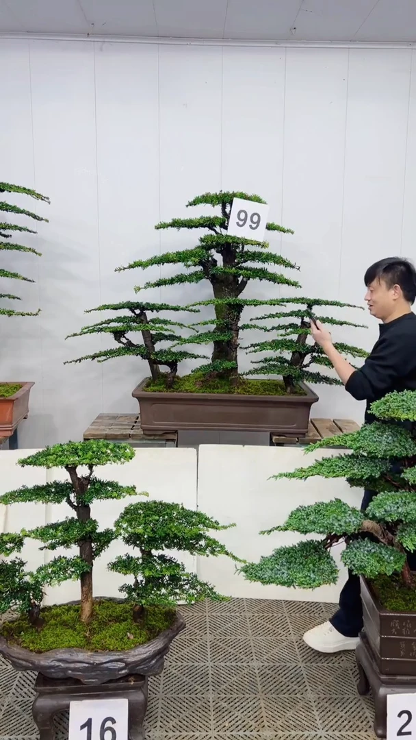 无花朵一物一拍一物一拍