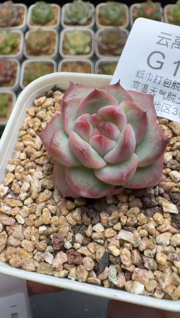 133G云禹多肉植物 脱土纸巾打包 3颗包邮