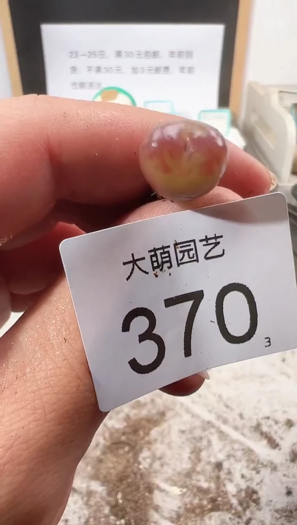 【闪购商品】++++370