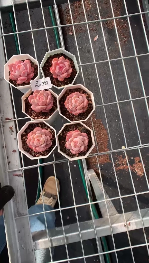 287星影6棵多肉植物一物一拍