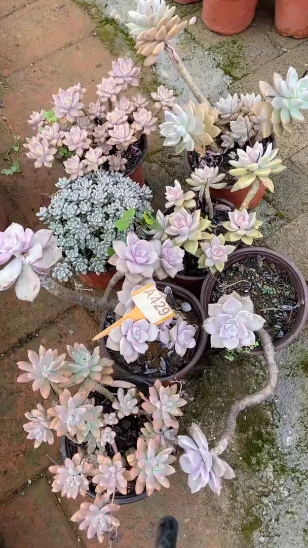 A429购清风花木兰多肉组合脱土发货