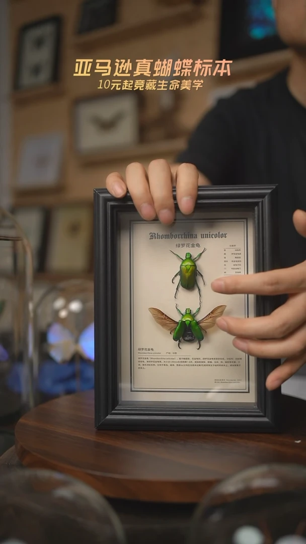 有机玻璃花金龟展翅加未展翅