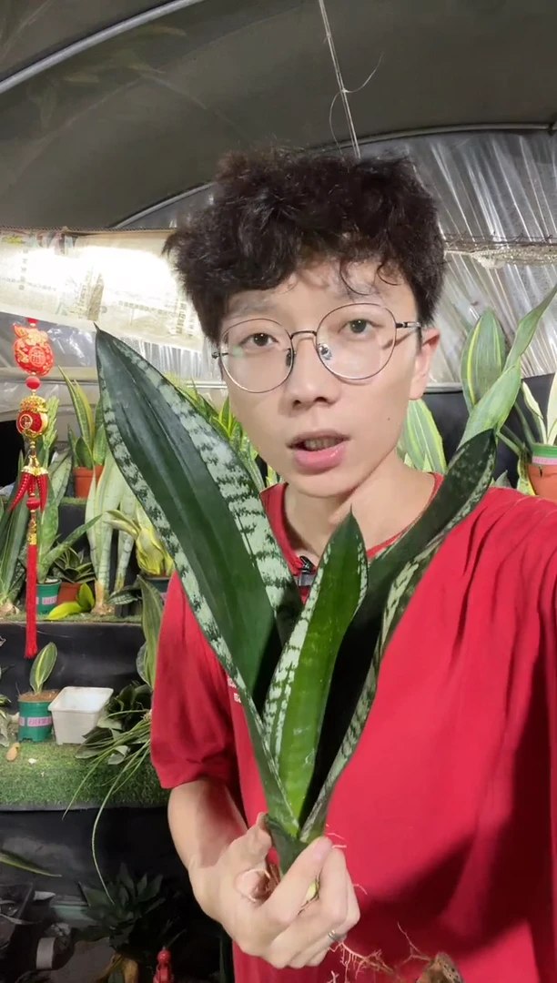 正品星空 裸根20厘米起16.8