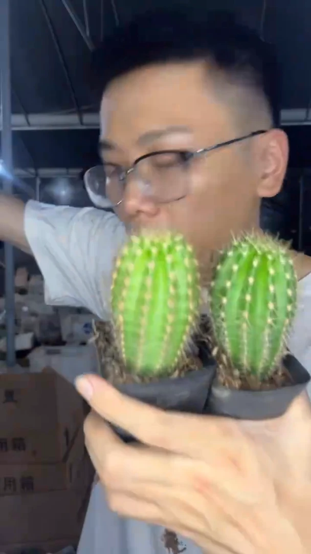 3颗 飞碟 毛花柱【带根】