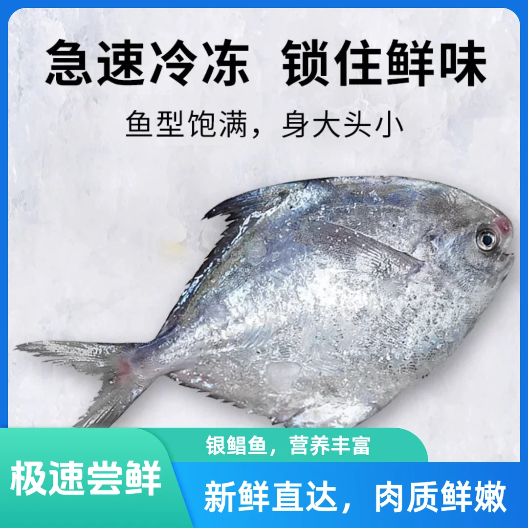 野生特大号银鲳鱼 新鲜大白鲳 速冻发货 肉质鲜嫩细腻【一斤称四条】