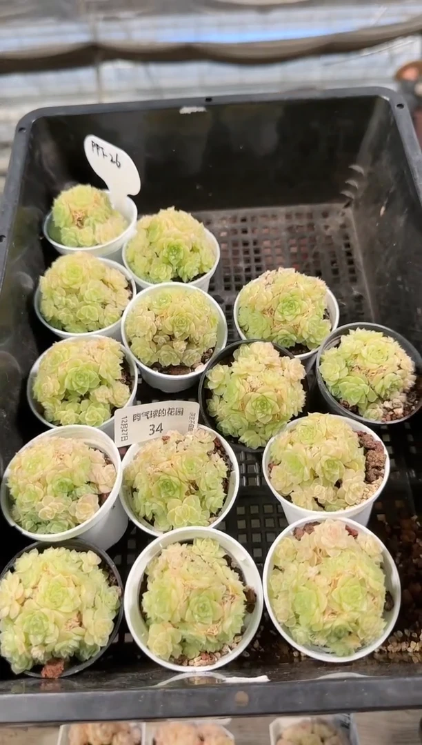 1227-34ppt-26多肉量拍任意发一颗群生不包整