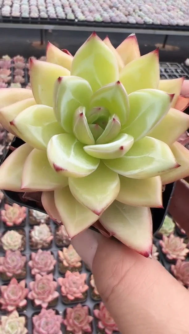 东云多肉园新款-82