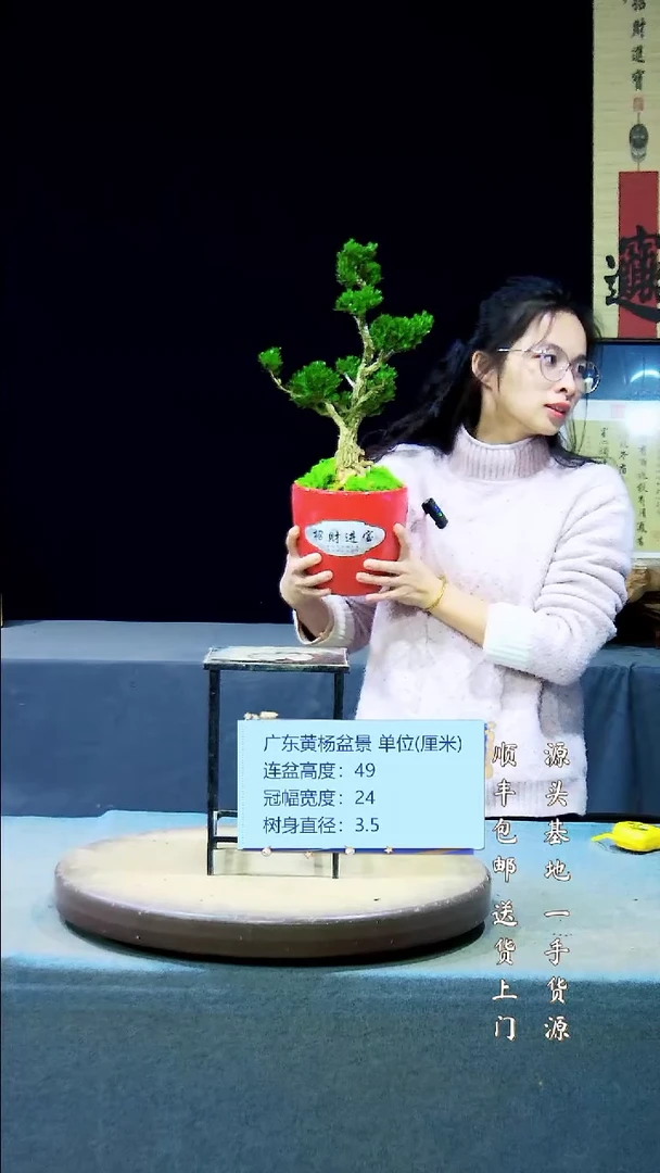 【闪购商品】黄杨盆景黄杨盆景