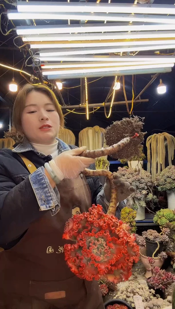 【闪购商品】妖装包菜脱土包邮