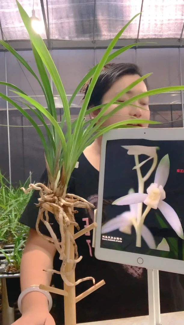 当前无花朵，栽培后可花朵青山玉泉4苗1花