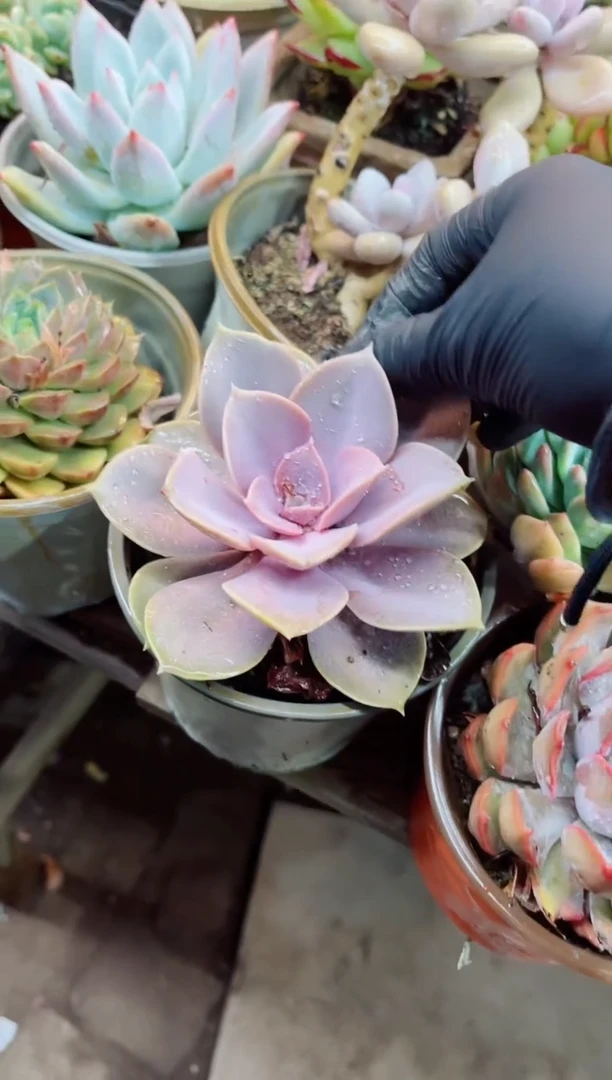 02002多肉植物一物一拍