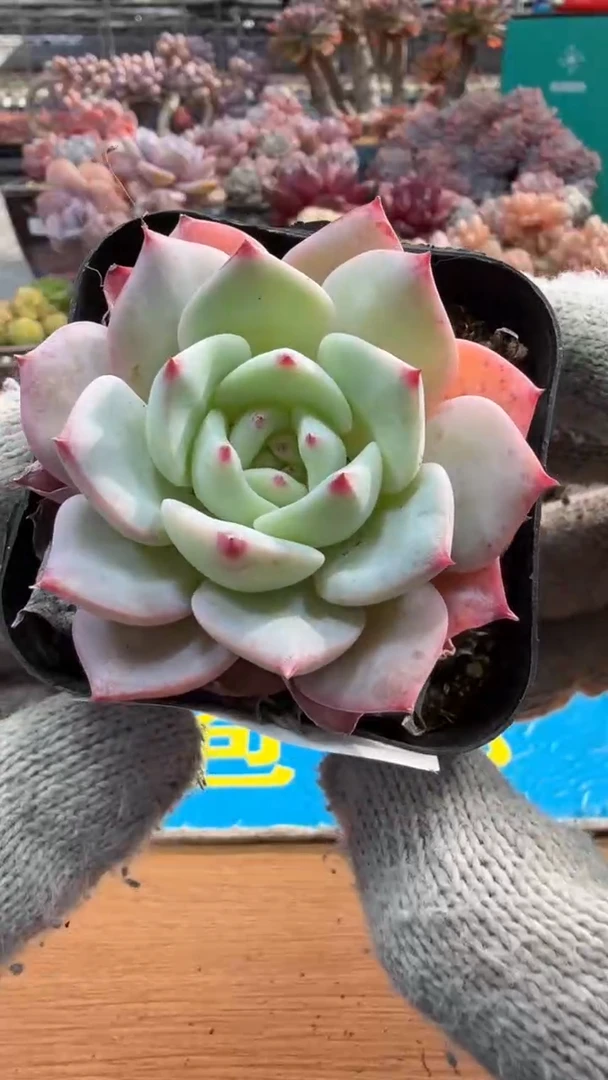 东云多肉园三店-147