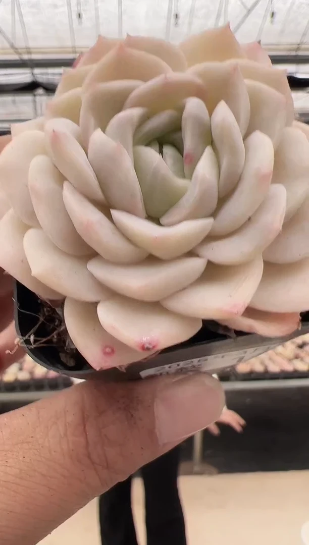 【闪购商品】新款多肉-173