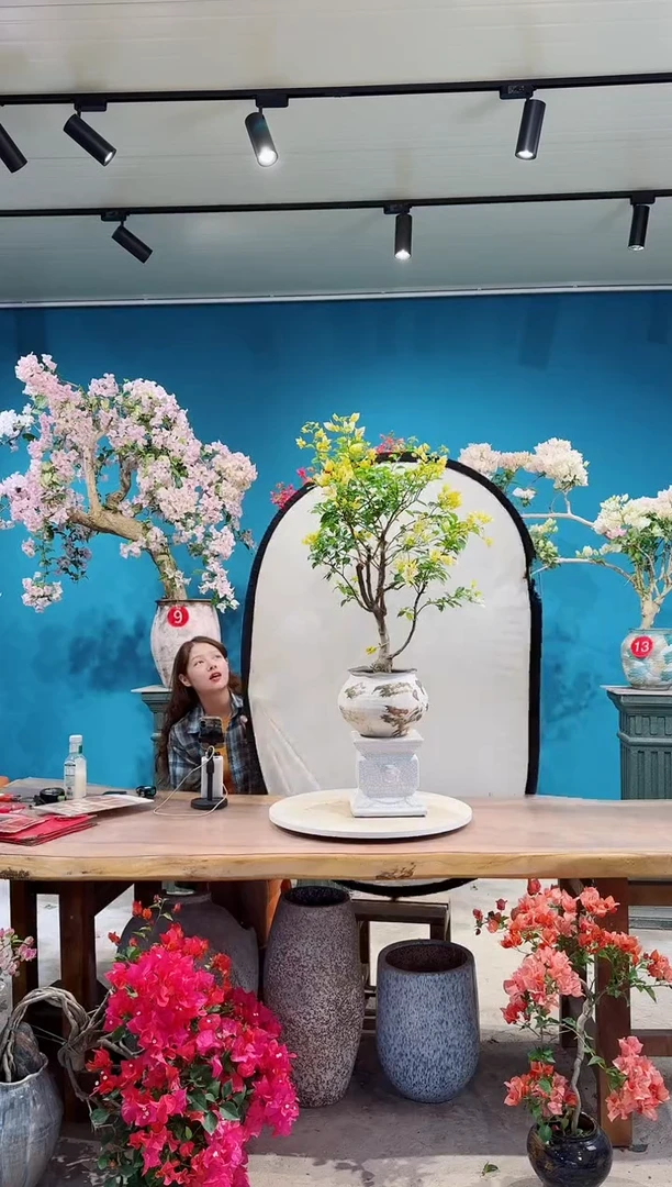 全部花朵苏瓦娜三角梅