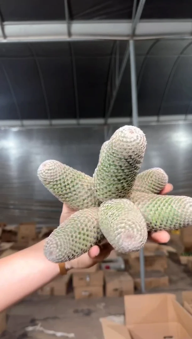 多头 马图达【带根】