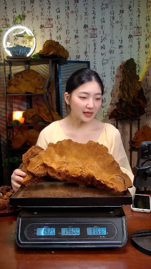 松针层孔菌中国大陆【藏区】松树桑黄（3.86斤）40-50年份