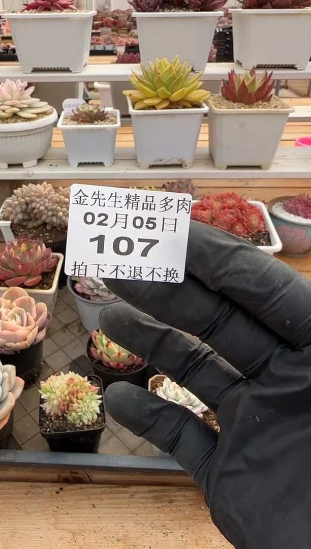 【闪购商品】0205-107橙梦露锦