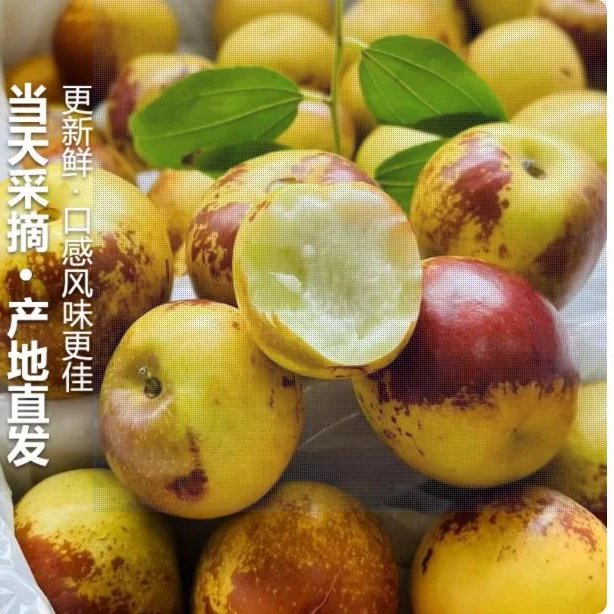 现摘现发冬枣庙上冰糖冬枣当季新鲜孕妇水果5斤