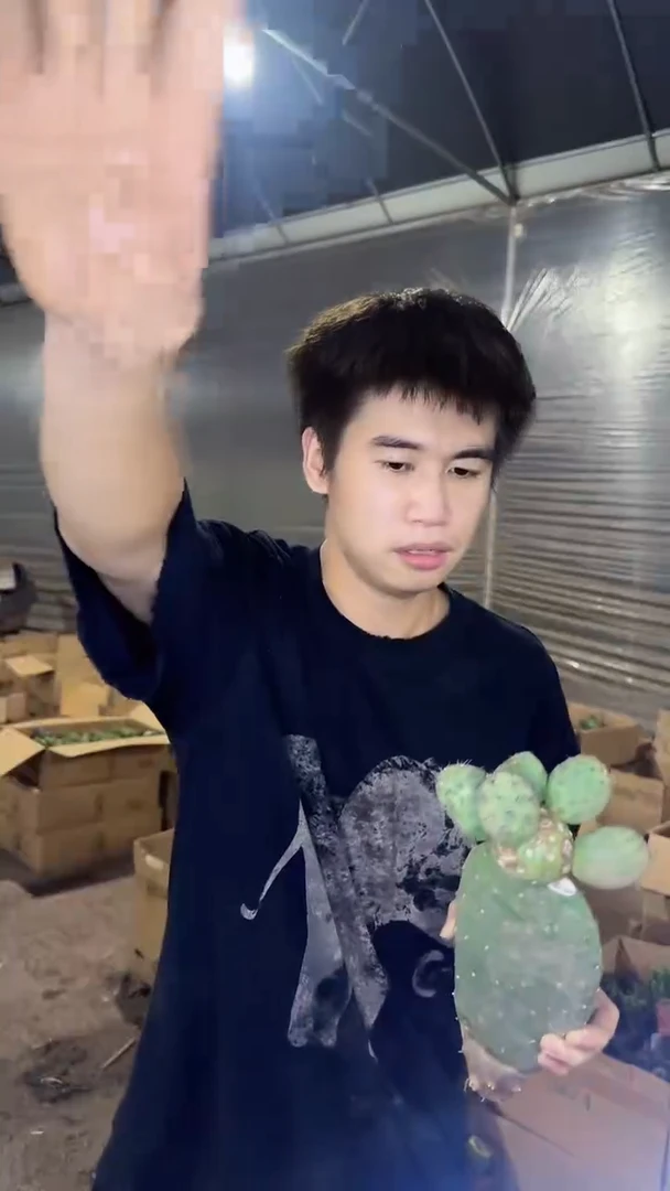 3头起发 习志野【嫁接】