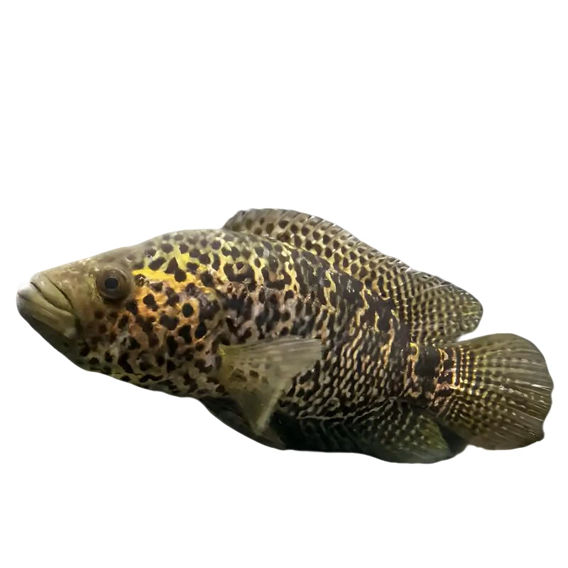 淡水石斑鱼 花斑鱼 凶猛鱼 淡水养殖鲜活