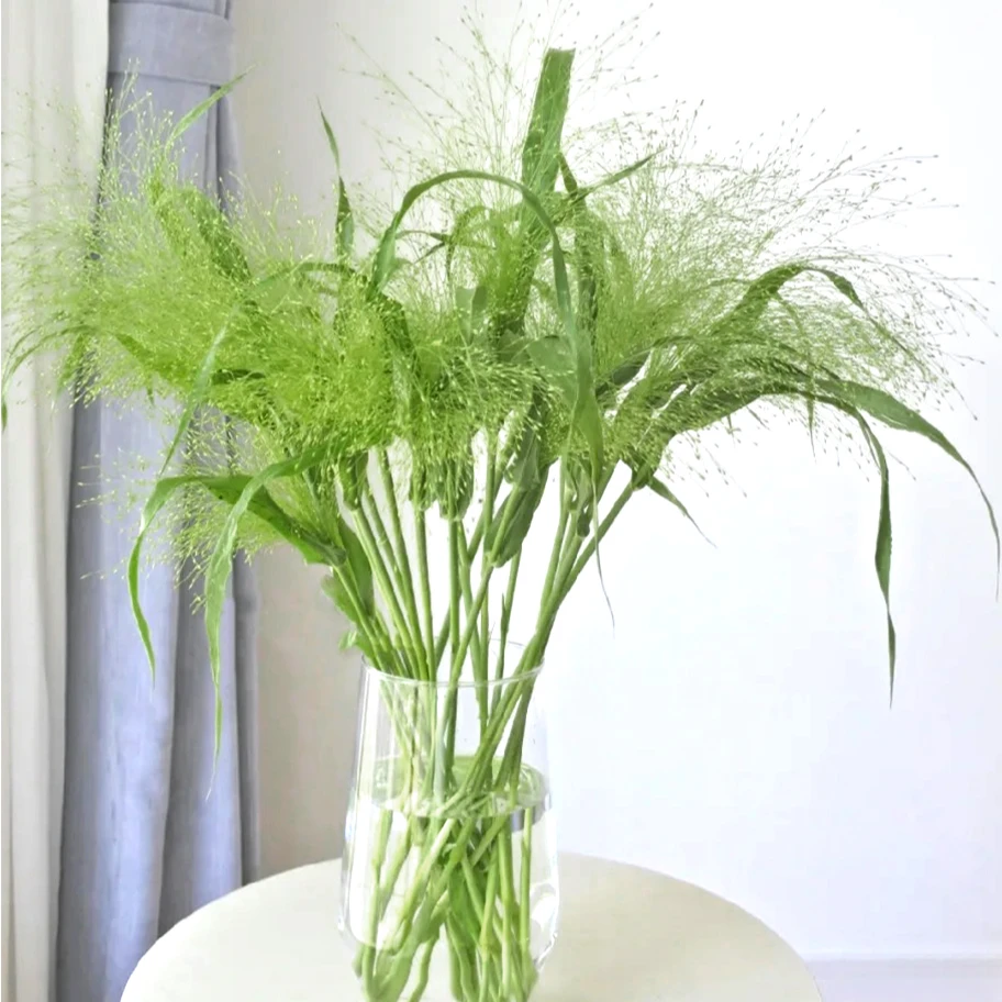 【次日达·喷泉草】鲜花喷泉草10支鲜切花生活鲜花·基地直发·批发·全场京东包邮次日达