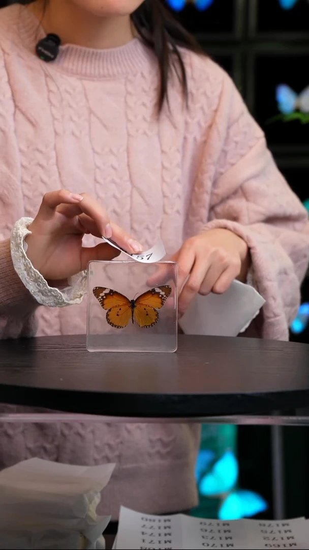 ᭥****࿐微瑕蝴蝶标本摆件一口价M157