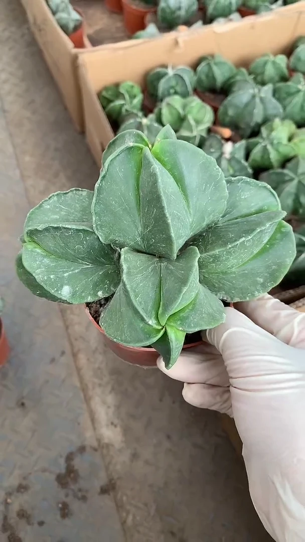 4头鸾凤玉1颗。裸根发货，一物一拍
