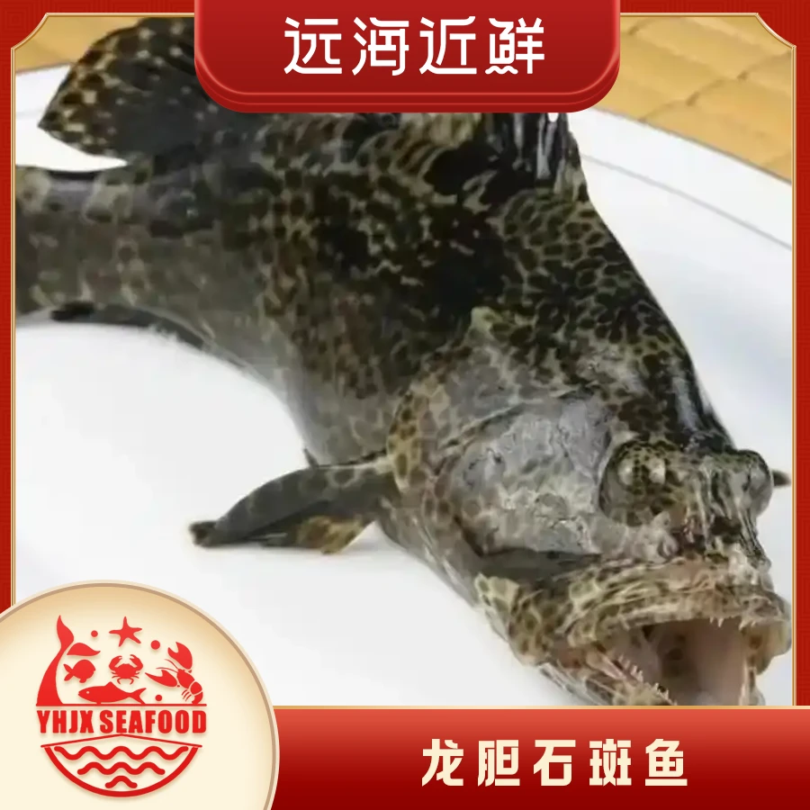 龙胆石斑鱼整只1.2斤左右