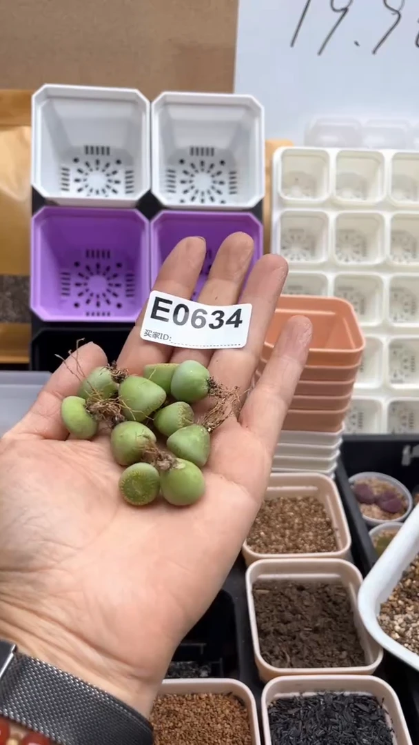 0634直播一物一拍