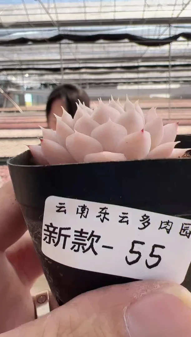 【闪购商品】新款多肉55