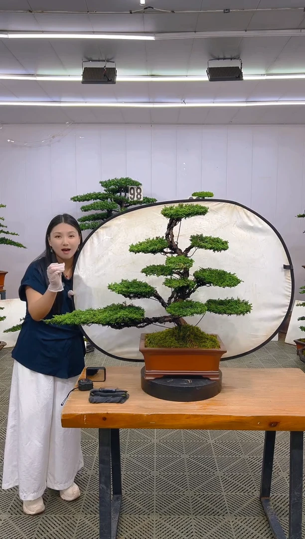 无花朵济州真柏盆景.......