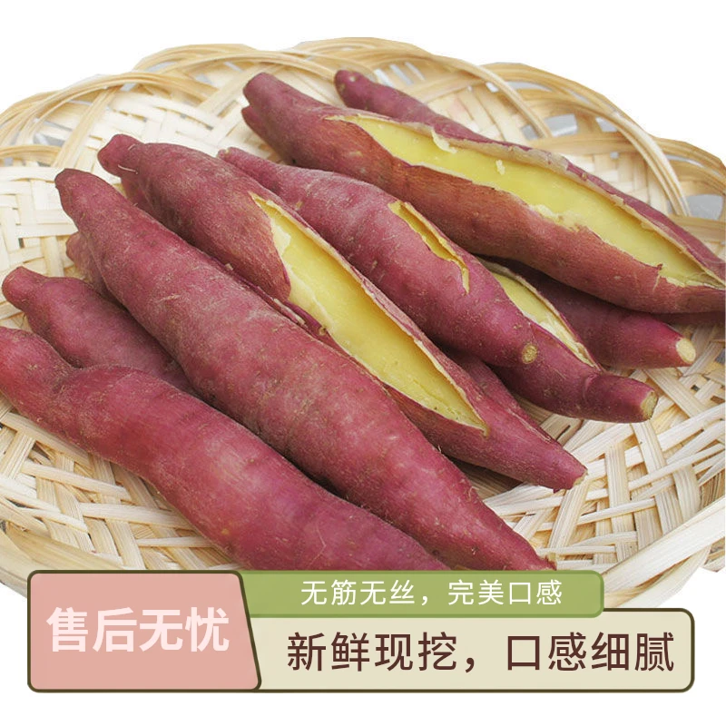 陕西板栗薯沙地红薯现挖现发干面香甜新鲜蔬菜