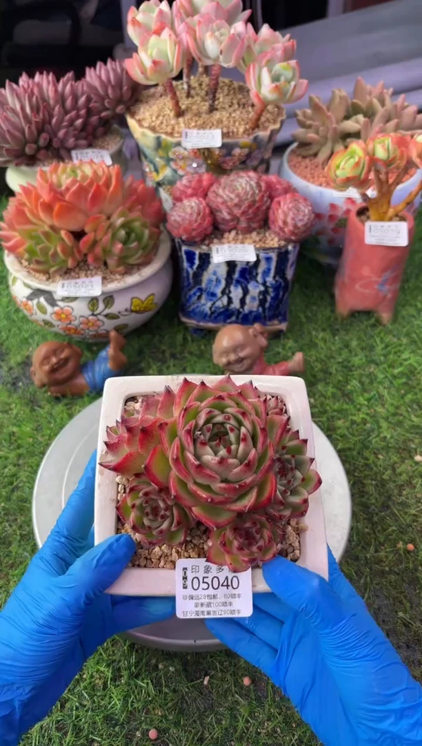 昆明印象多肉05040