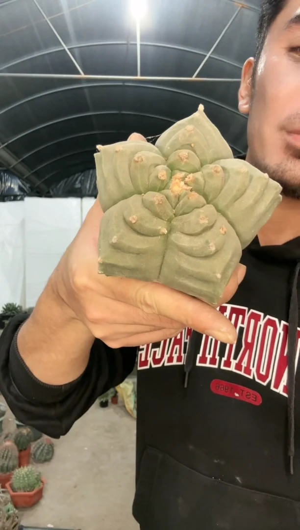 【闪购商品】龟甲鸾凤玉11111