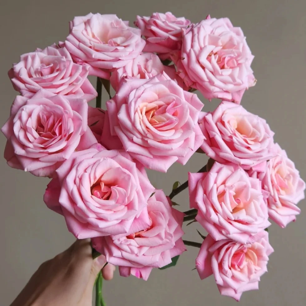 【恋恋不忘】多头玫瑰鲜花/花束  云南鲜花基地直发