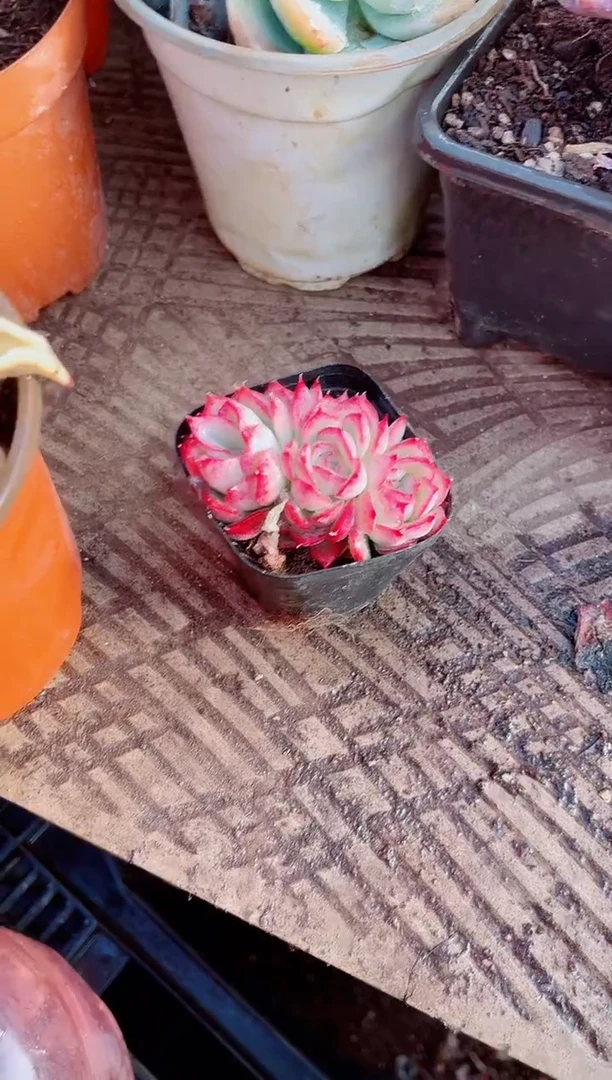 三*烟跃跃精品多肉30021