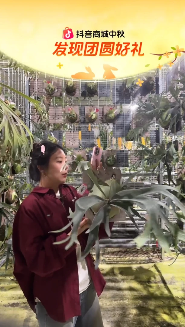 不开花植物W085-白二岐鹿角蕨