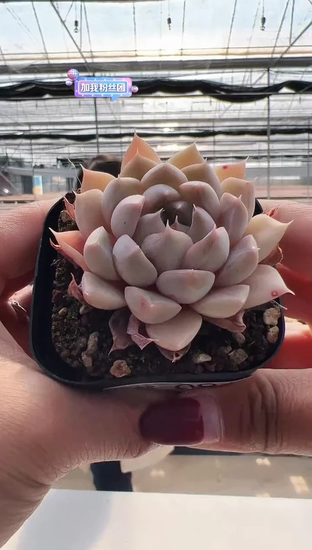 【闪购商品】新款多肉-9