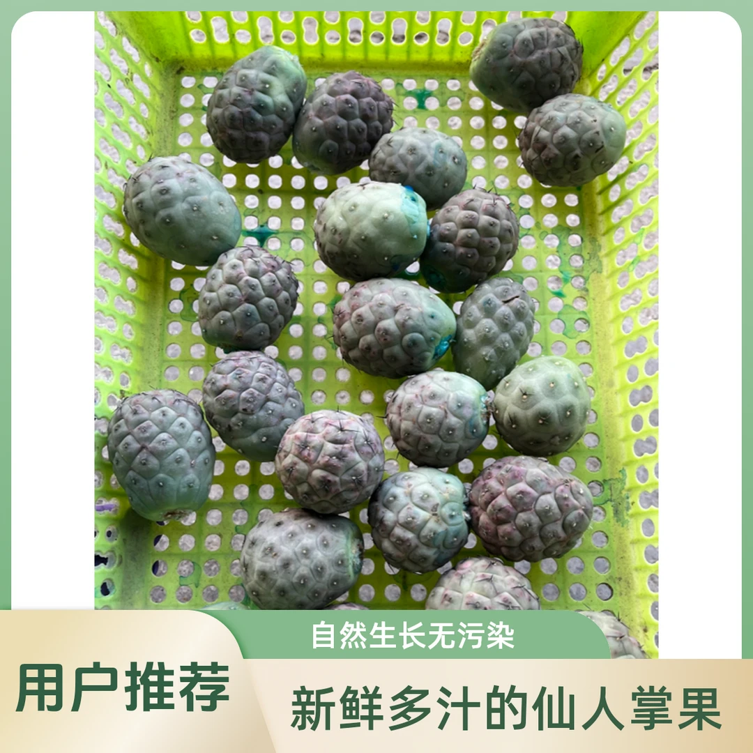 习志野仙人球有斑点有点干疤不影响生长特价处理4.5公分以上2颗58