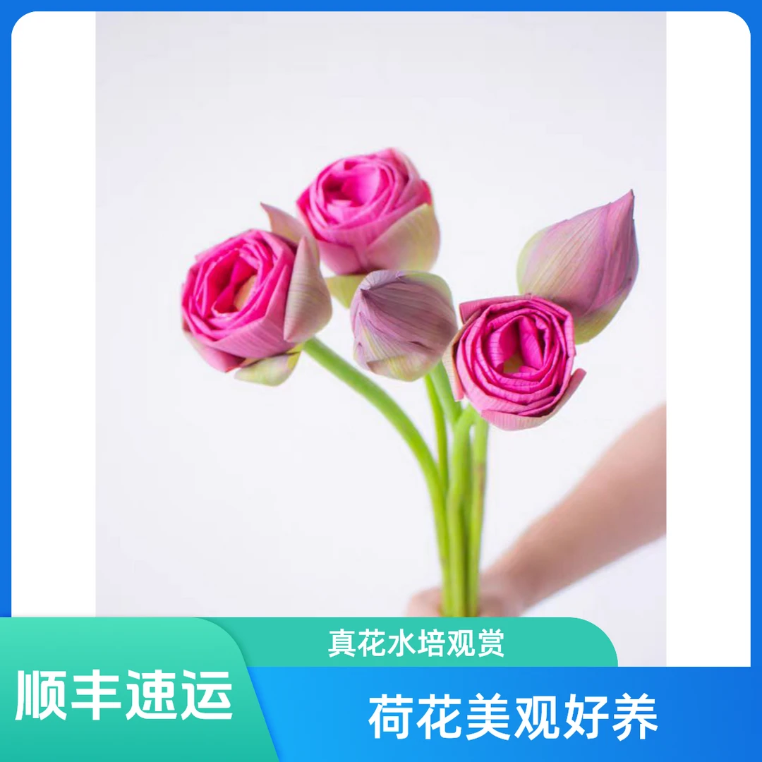 荷花鲜花真花鲜切水培莲花好养护观赏插花酒店办公室装饰基地直发