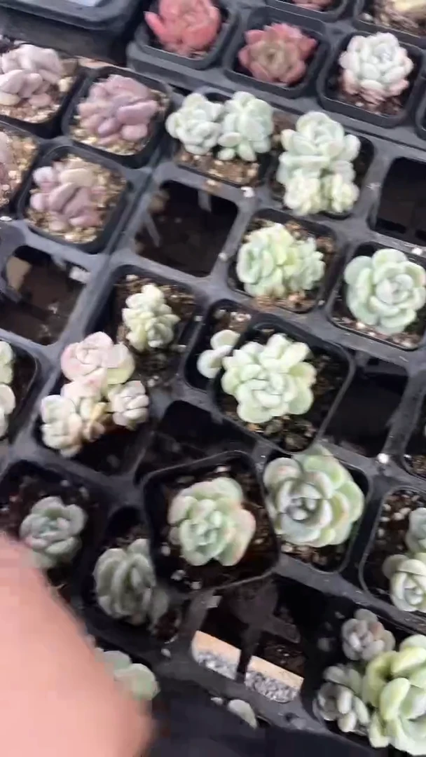 【闪购商品】565多肉