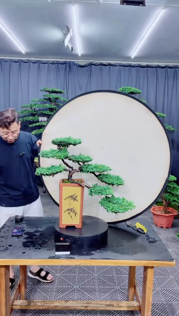 无花朵珍珠柏盆景...