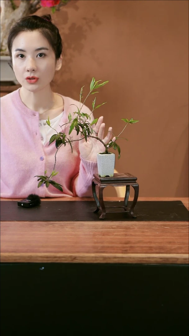 【闪购商品】盆景春花