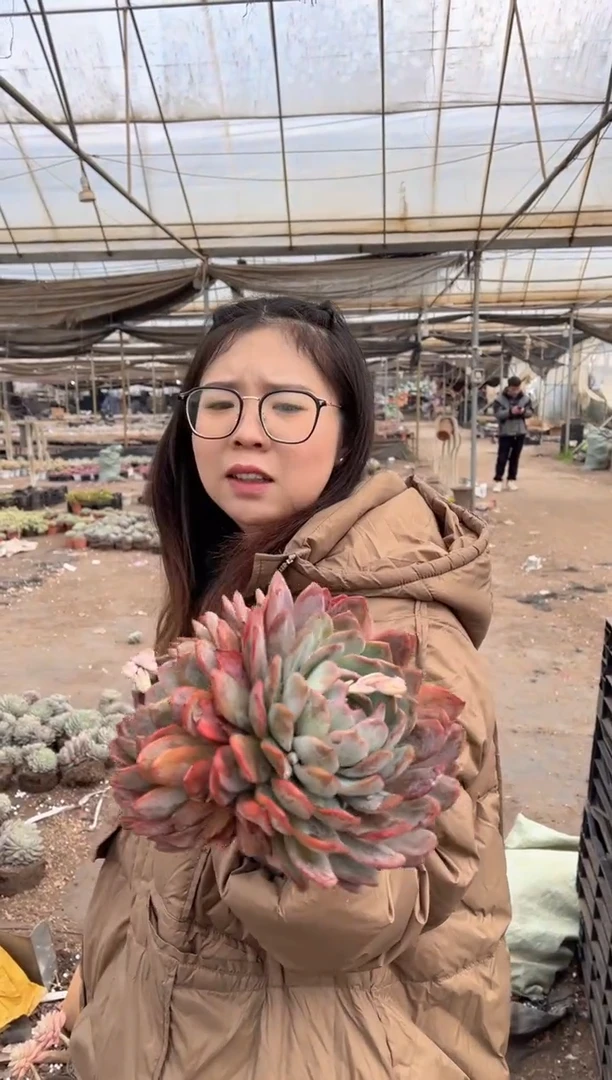 【闪购商品】55-大号双头起全明星12